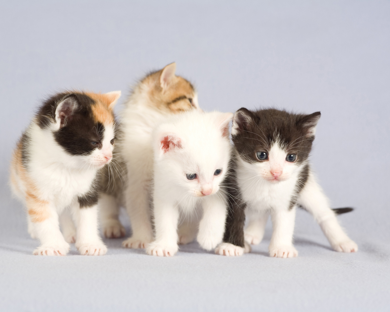 Маленькие милые котята на сером фоне