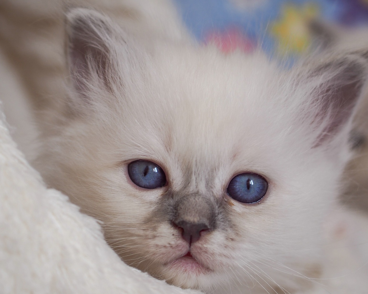 Маленький милый голубоглазый котенок
