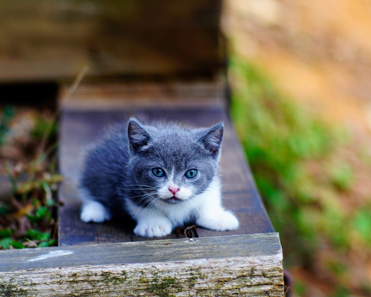 Маленький милый серый котенок с голубыми глазами