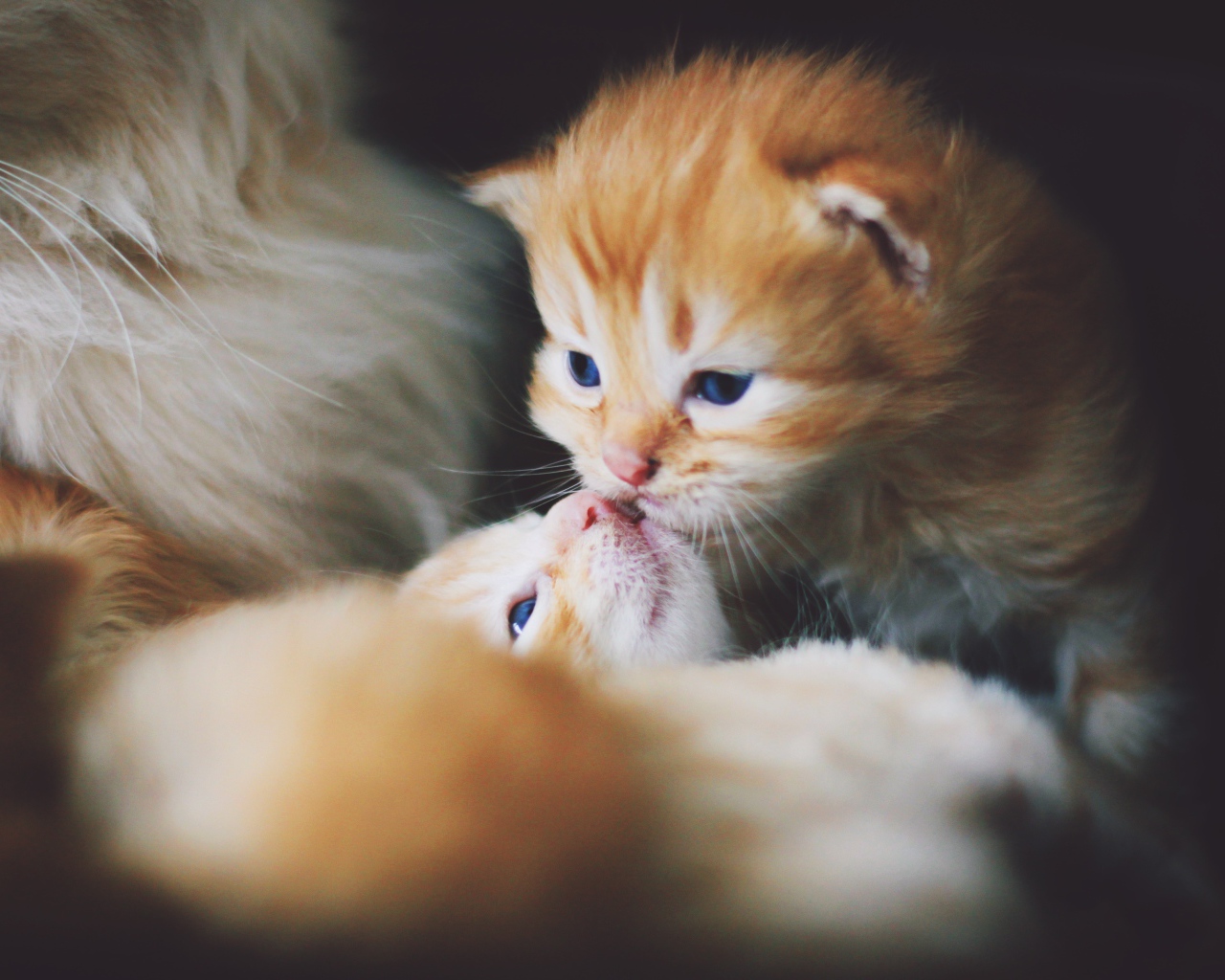 Маленькие милые рыжие котята