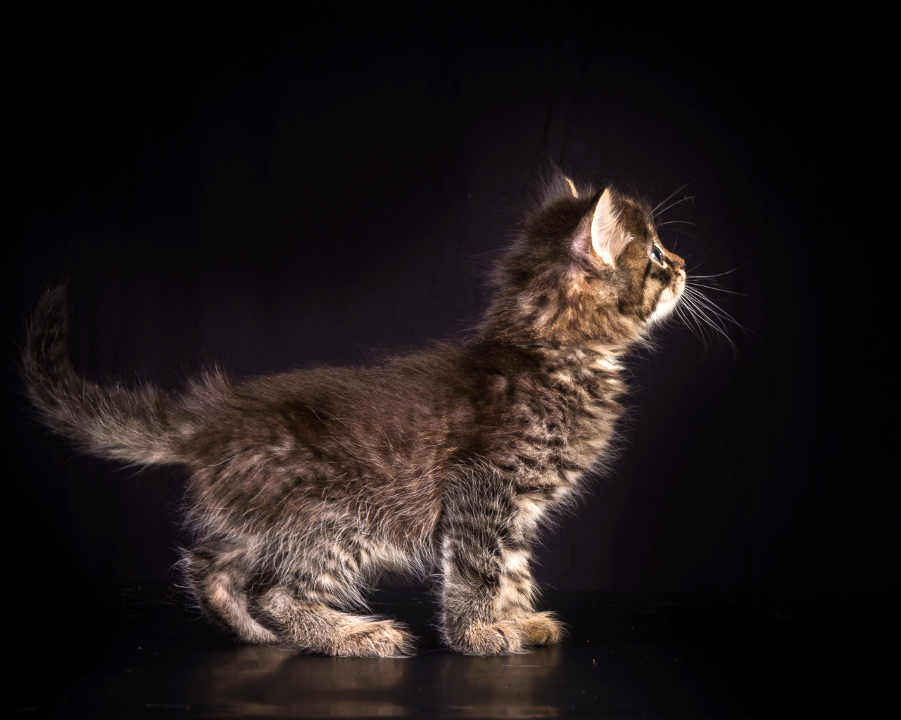 Маленький пушистый серый котенок на черном фоне