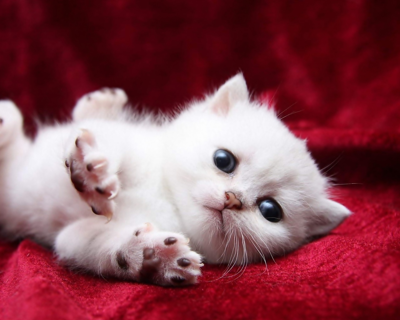 Маленький пушистый котенок турецкой ангоры