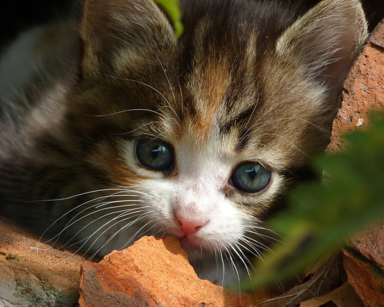 Маленький забавный котенок