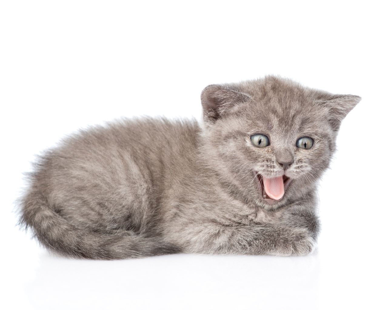 Маленький серый котенок в высунутым языком