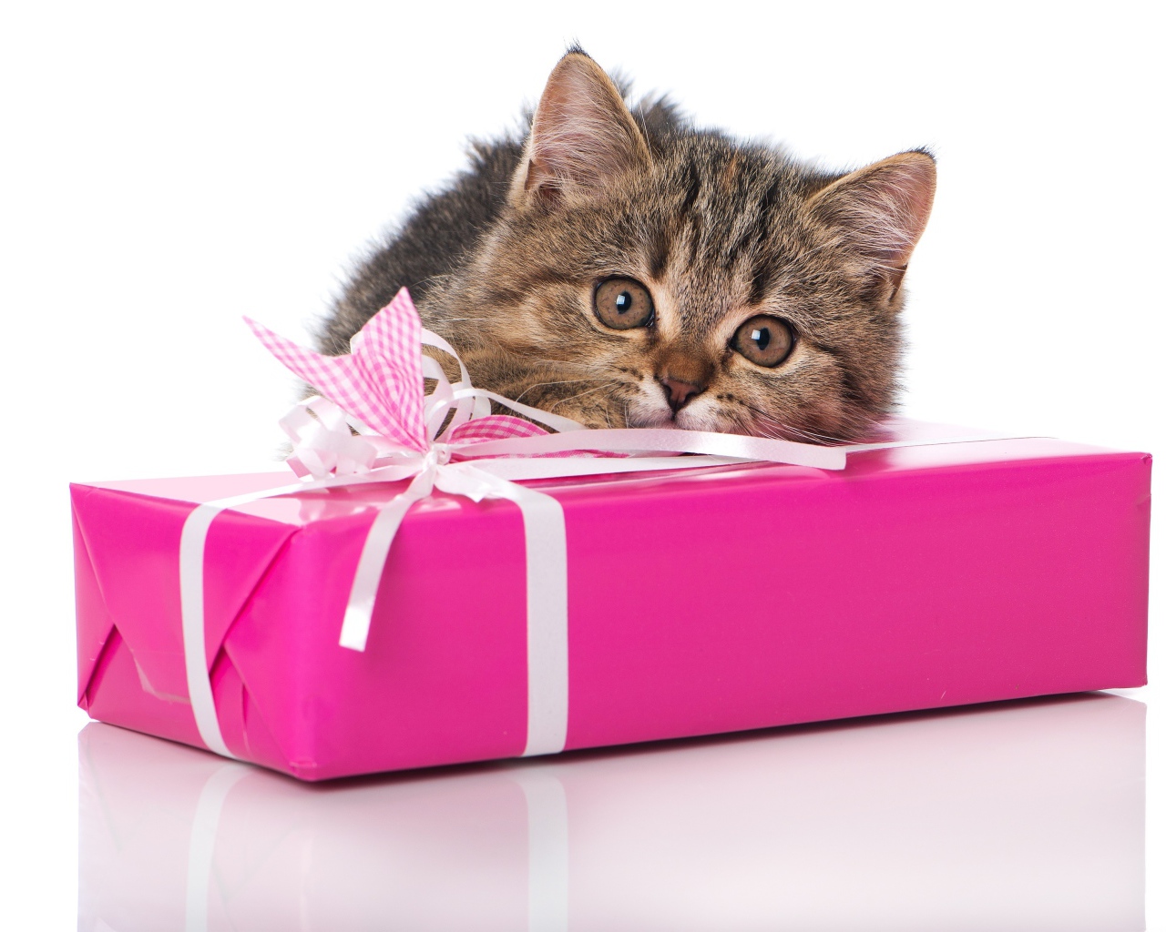 Маленький серый котенок с розовым подарком на белом фоне