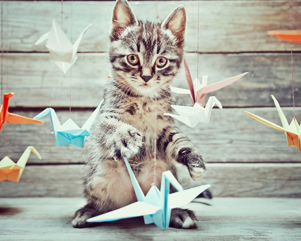 Маленький серый котенок с бумажными игрушками