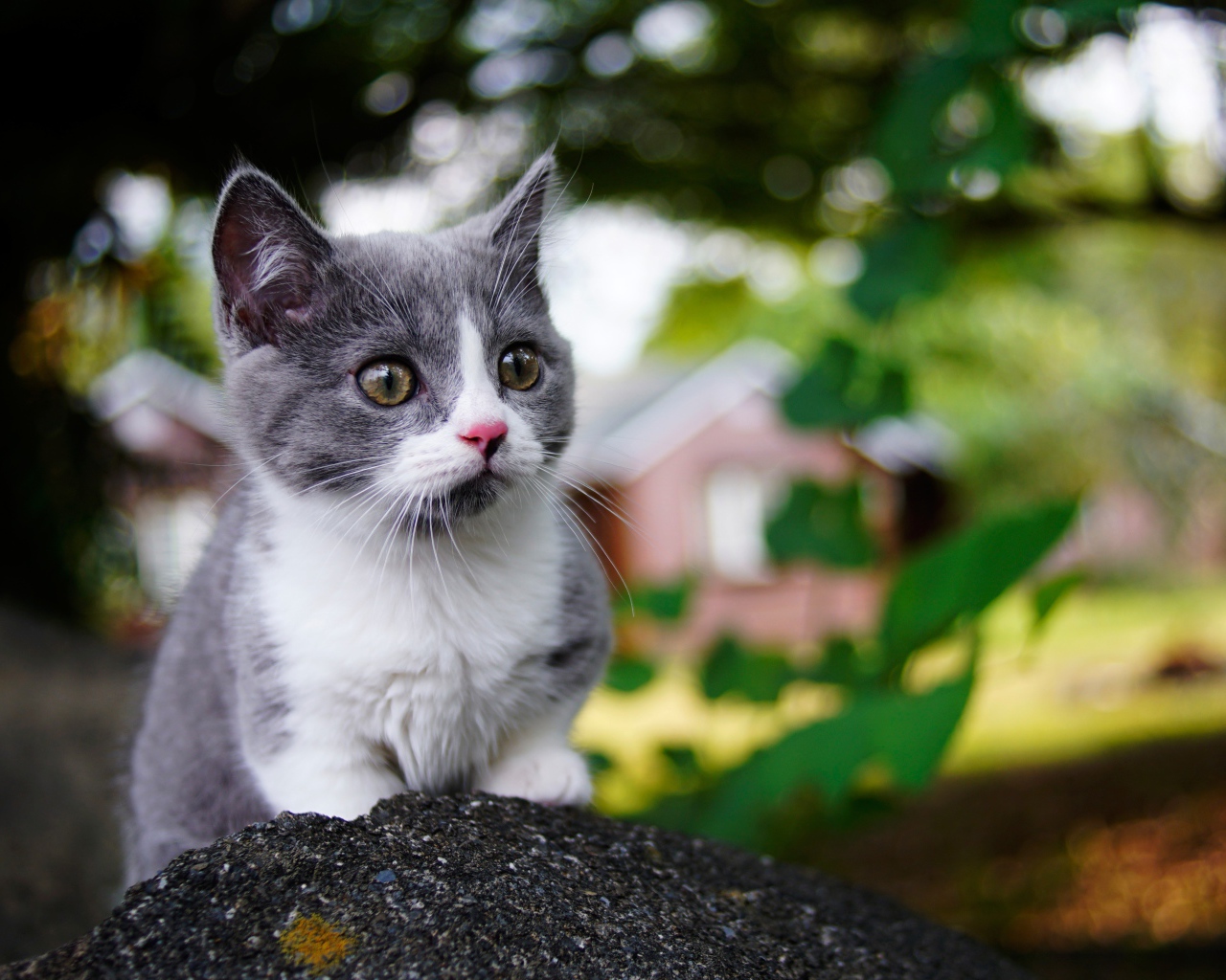 Маленький котенок крупным планом 
