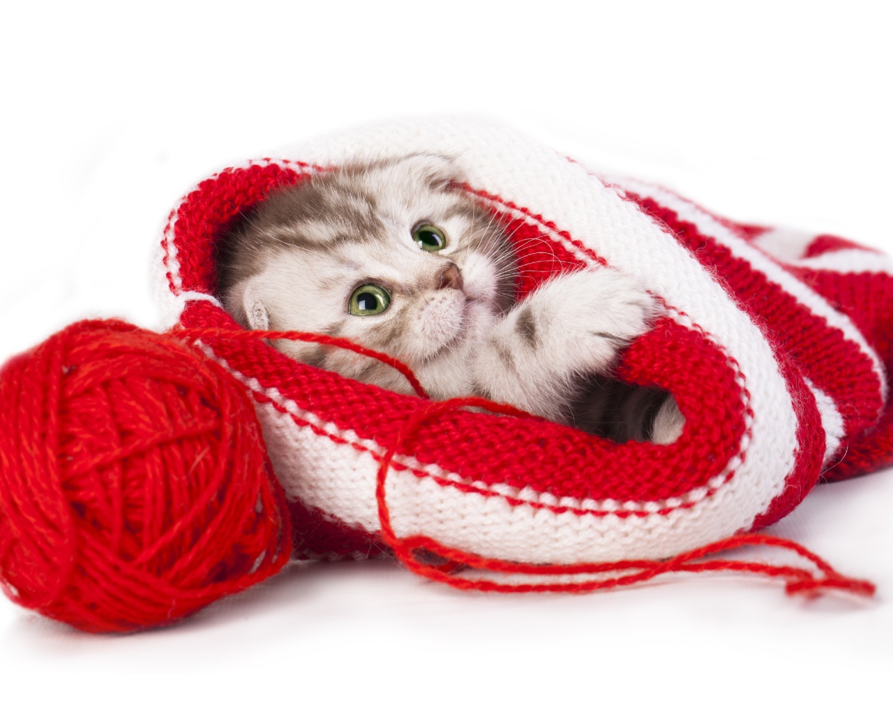 Маленький котенок спит в вязаной шапке
