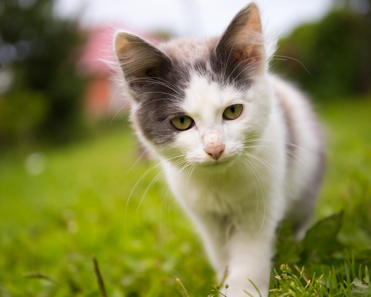 Маленький котенок на зеленой траве 