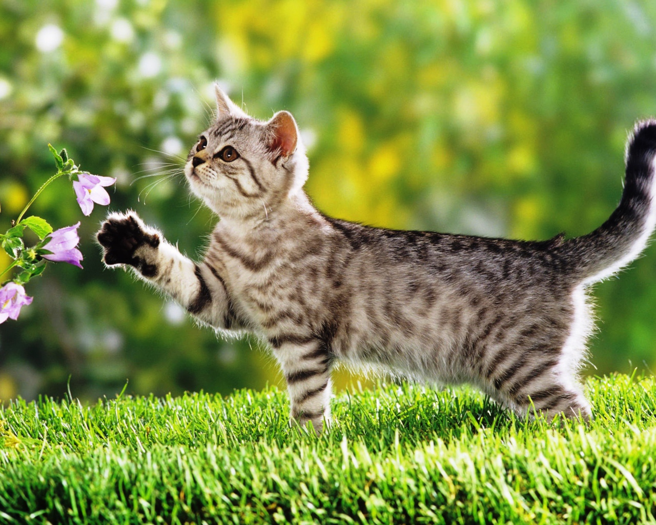 Маленький  котенок гуляет по зеленой траве