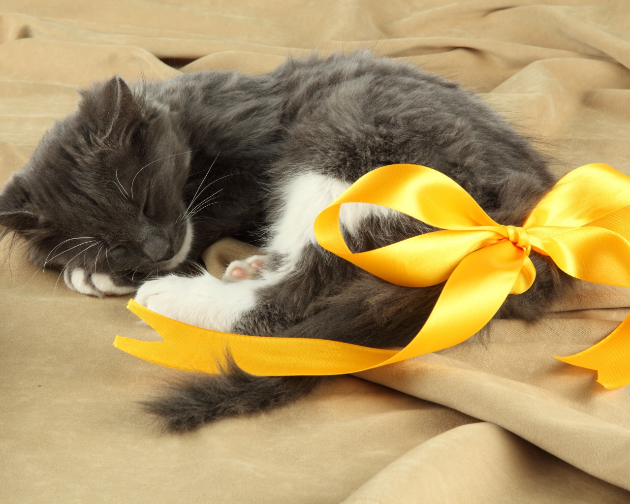 Маленький котенок с бантом из желтой ленты на хвосте