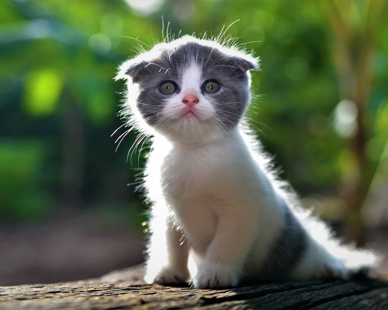 Маленький вислоухий серо-белый котенок