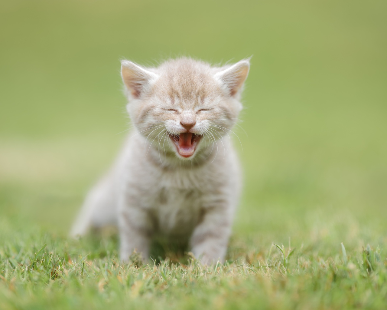 Маленький рыжий котенок на зеленой траве 