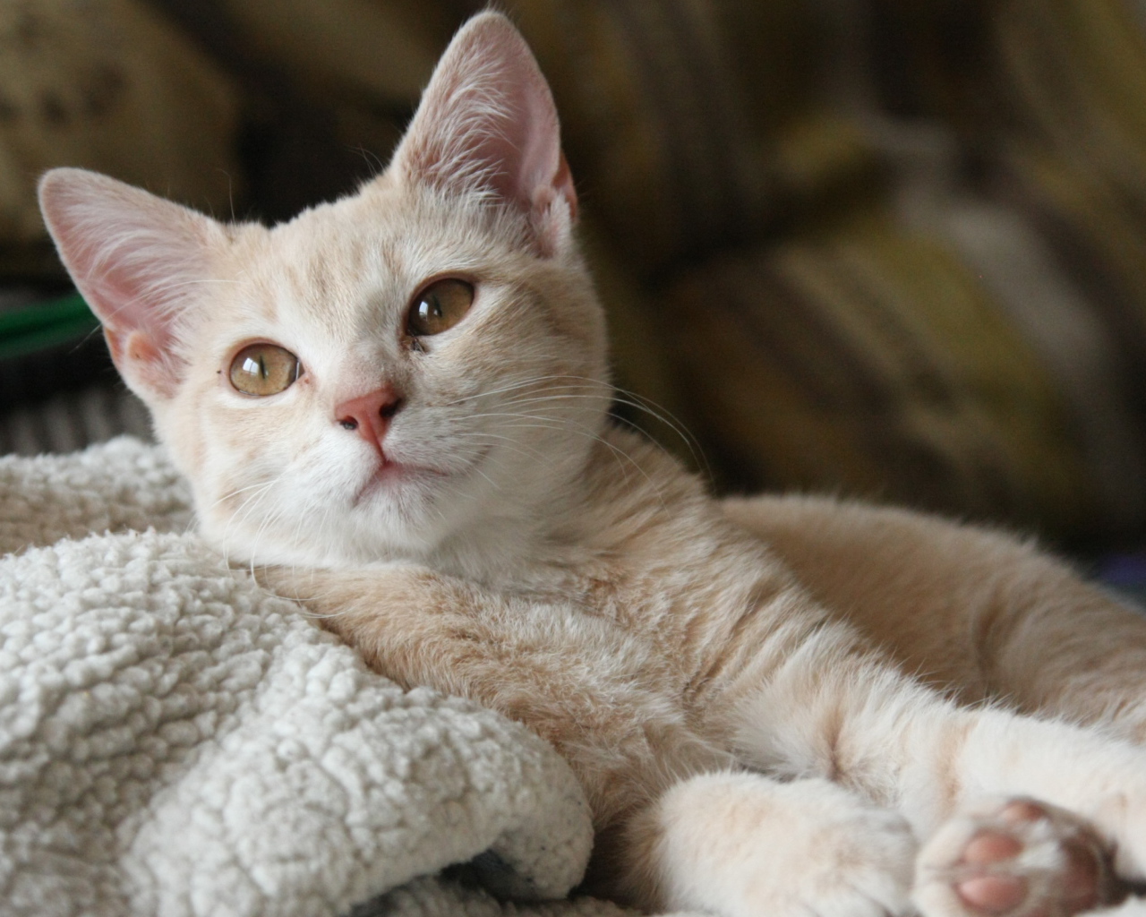 Маленький рыжий котенок лежит на теплой постели