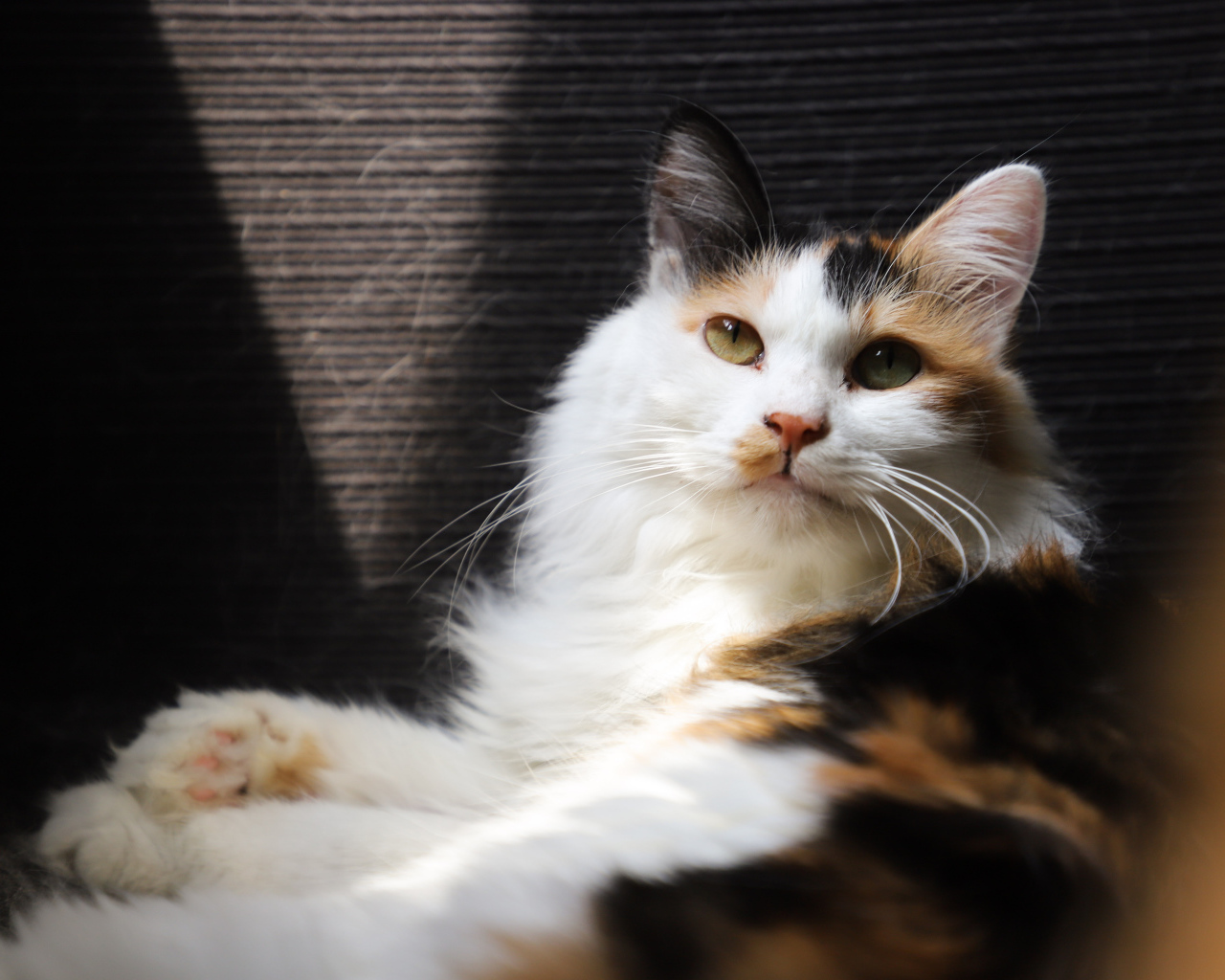 Взгляд красивой трехцветной кошки