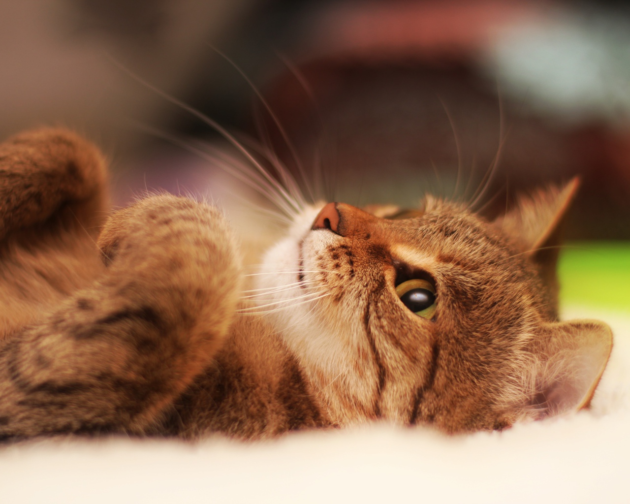 Милый кот лежит на спине