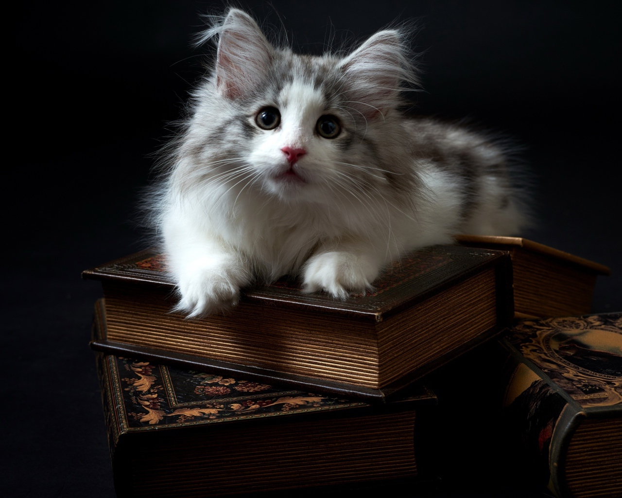 Котенок породы мейн кун лежит на книгах