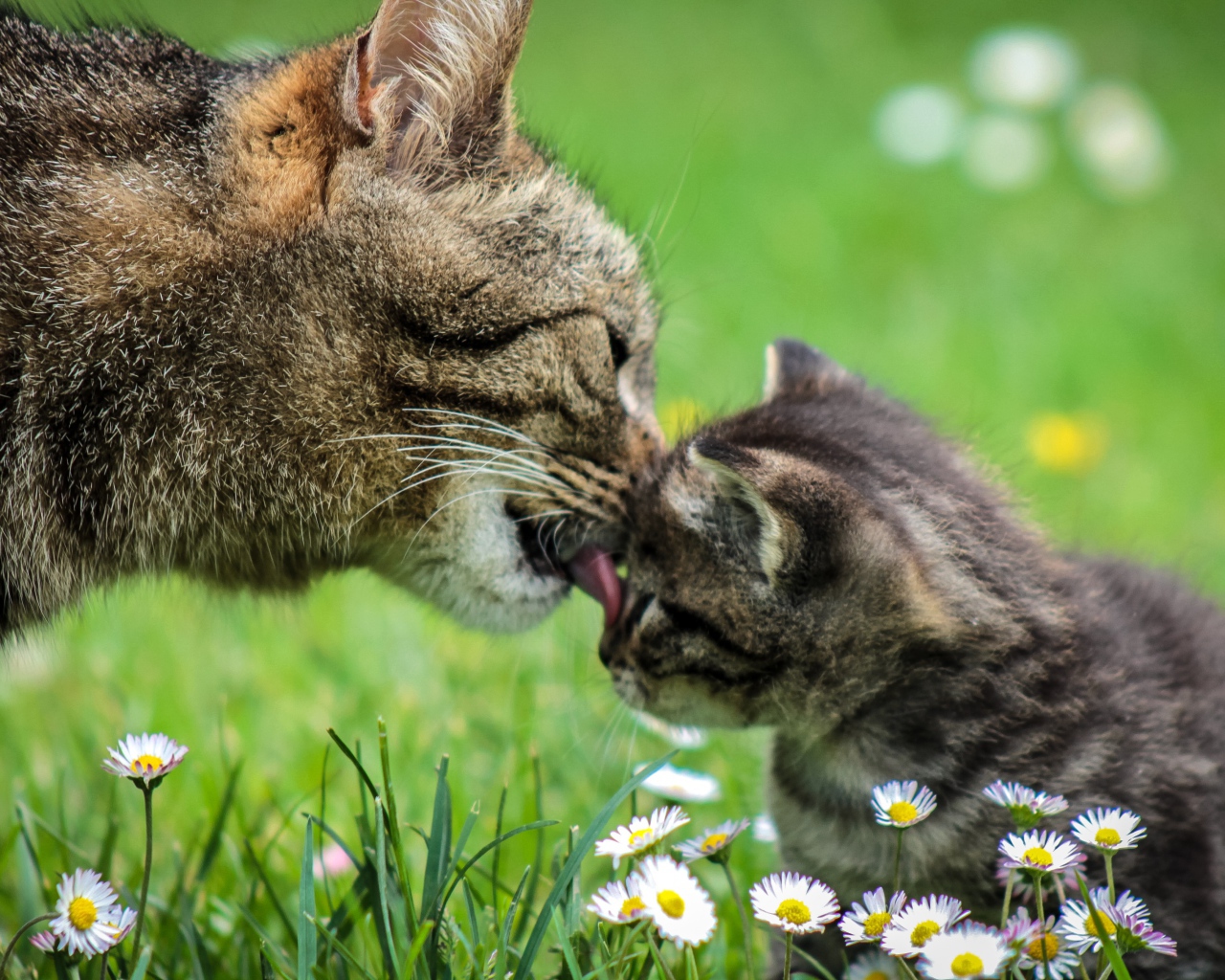 Мама кошка умывает серого котенка на зеленой траве