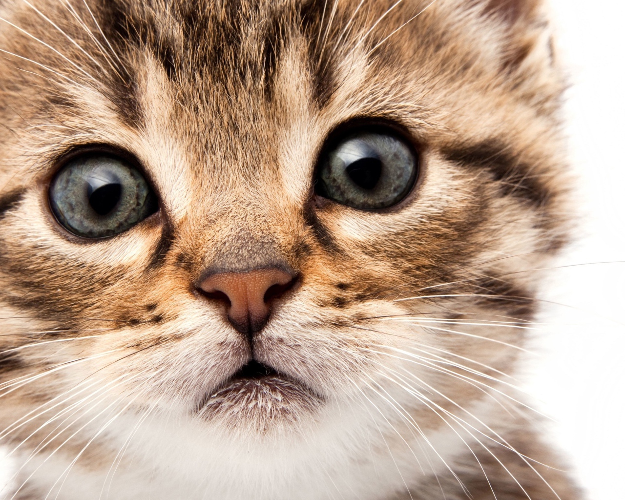Морда маленького милого котенка на белом фоне крупным планом
