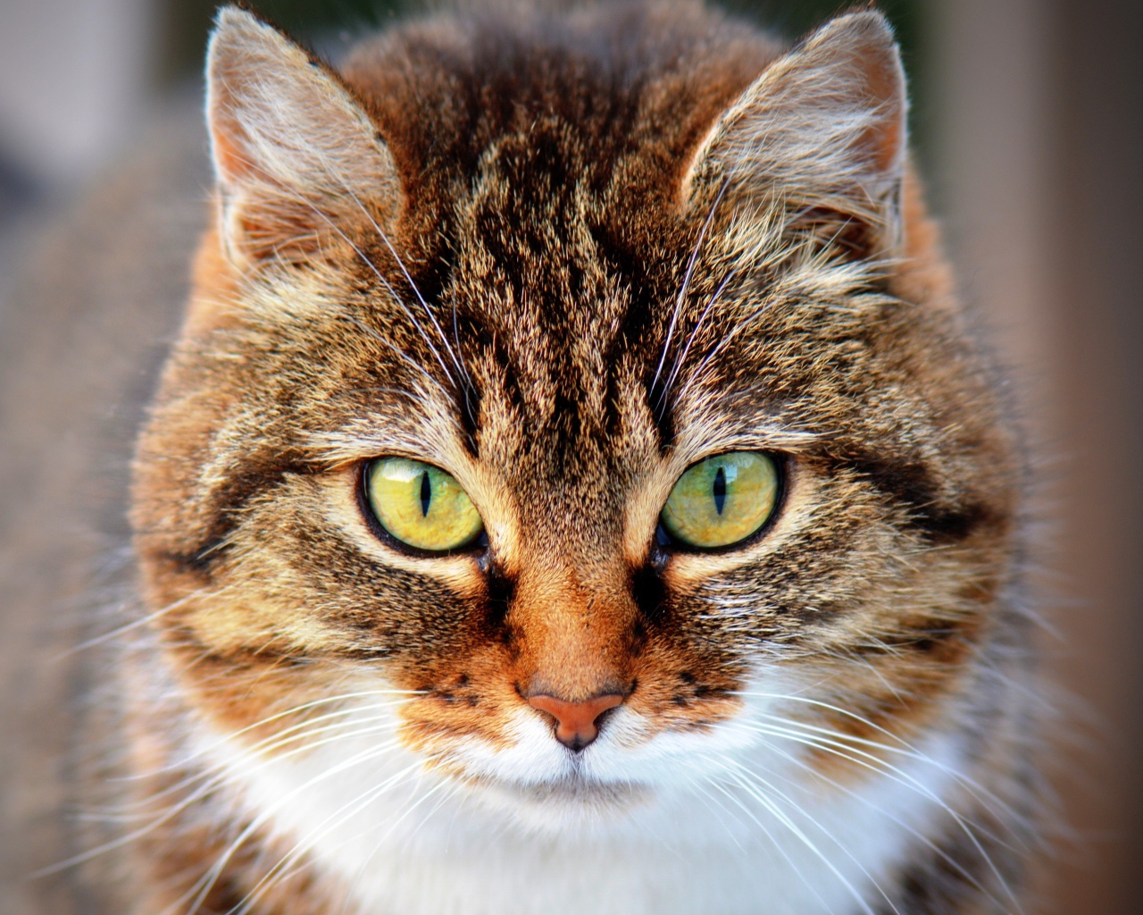 Морда красивого серого кота с желтыми глазами