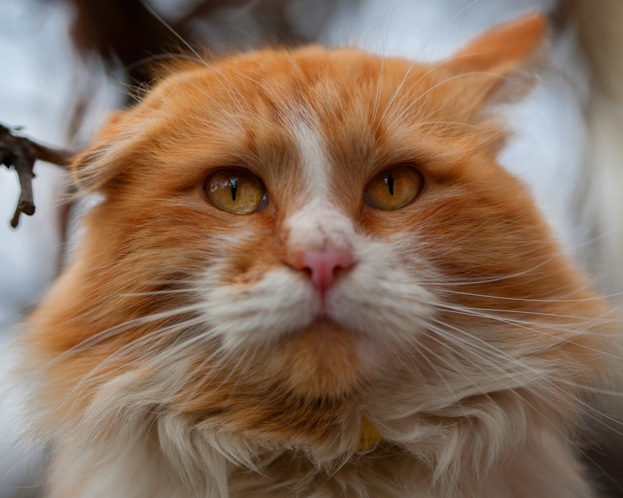 Морда красивого рыжего с белым кота крупным планом