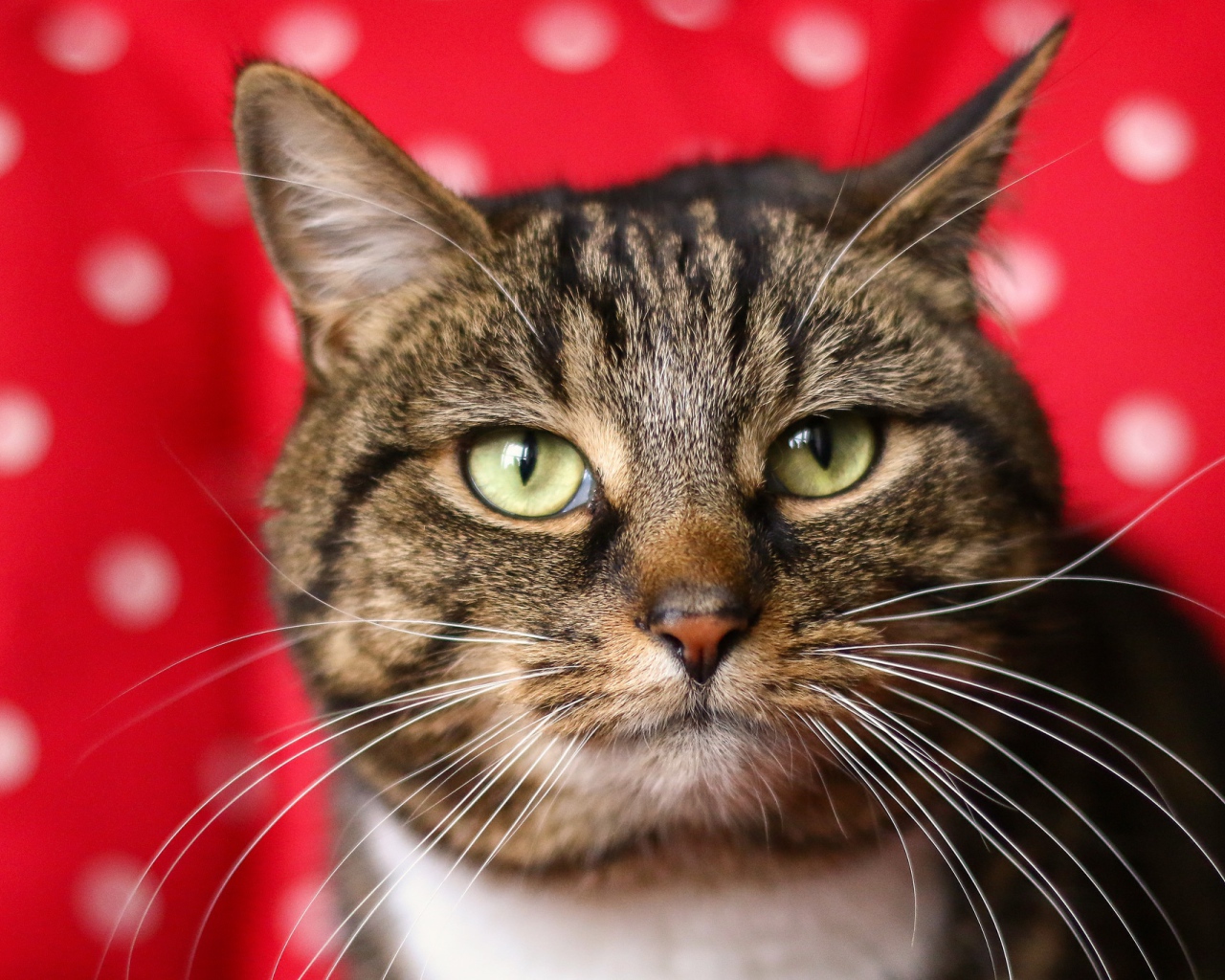 Морда серого кота на красном фоне 