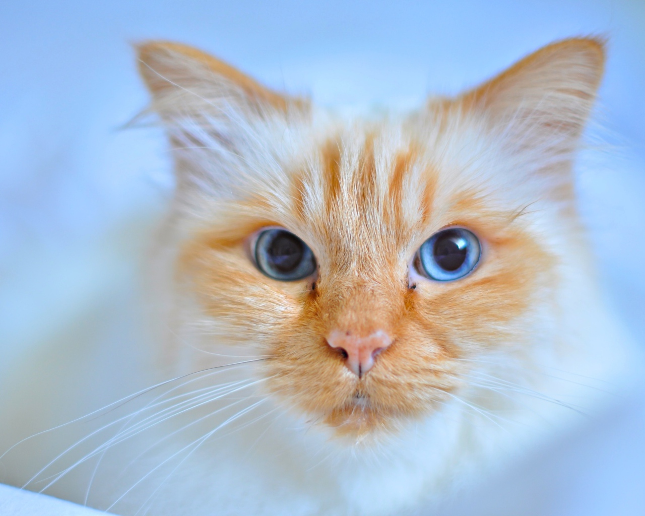 Морда рыжей голубоглазой кошки