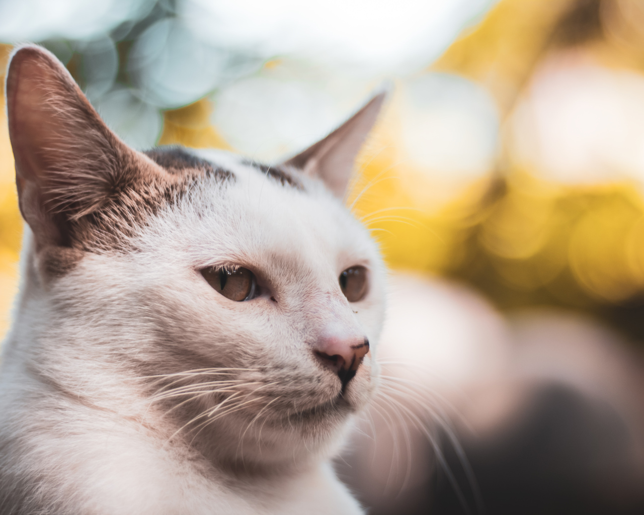 Морда белого кота крупным планом 