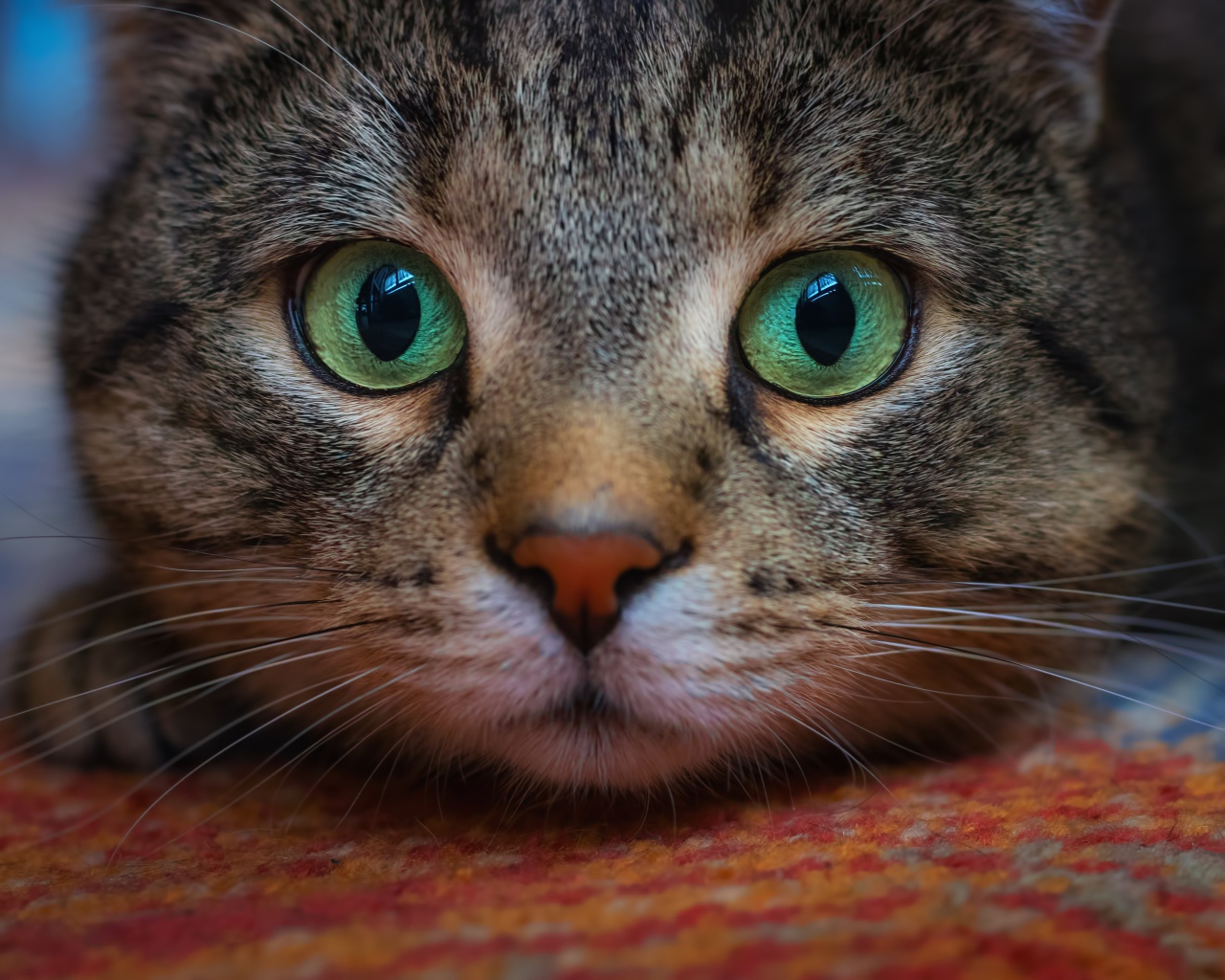 Морда зеленоглазого серого кота крупным планом 