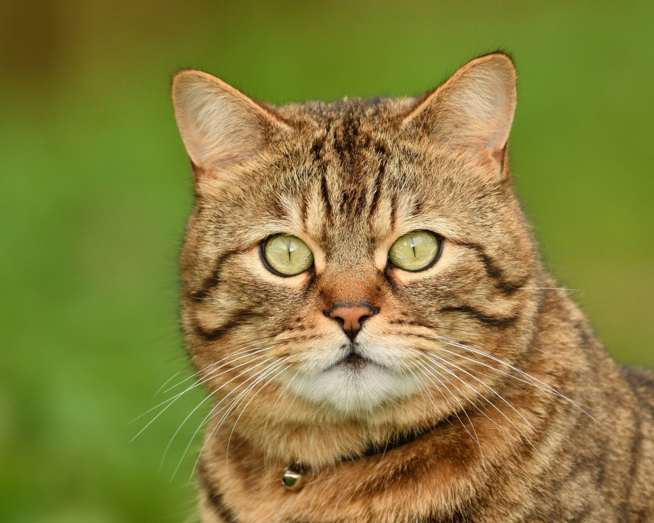 Морда породистого серого кота крупным планом 