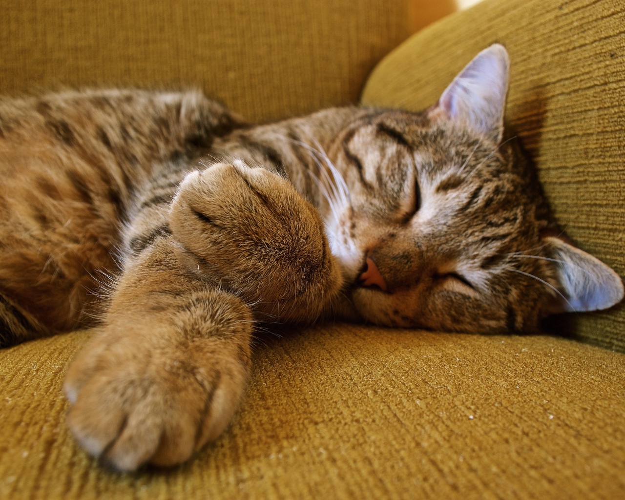 Милый серый кот спит на диване
