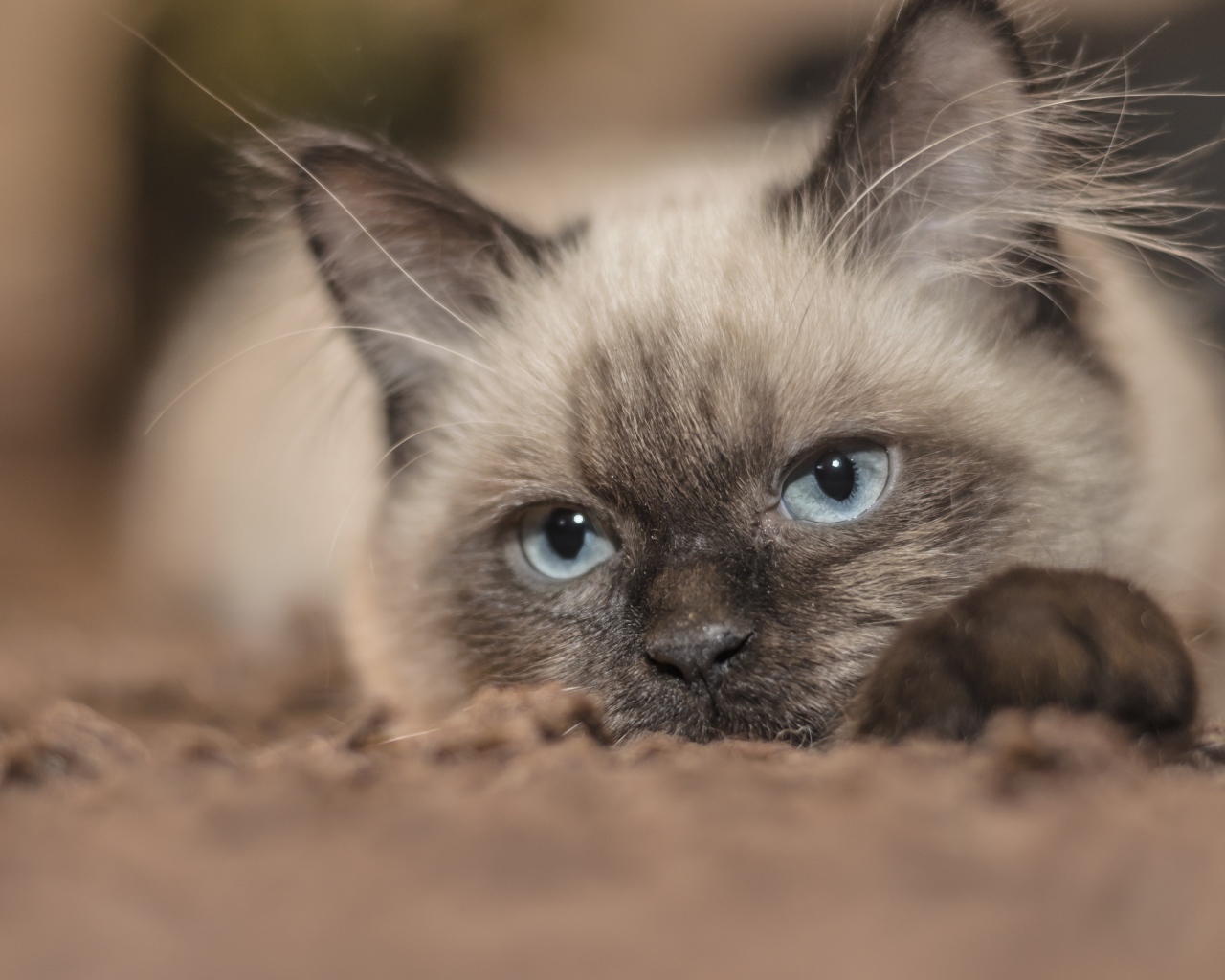 Породистый голубоглазый кот лежит на траве