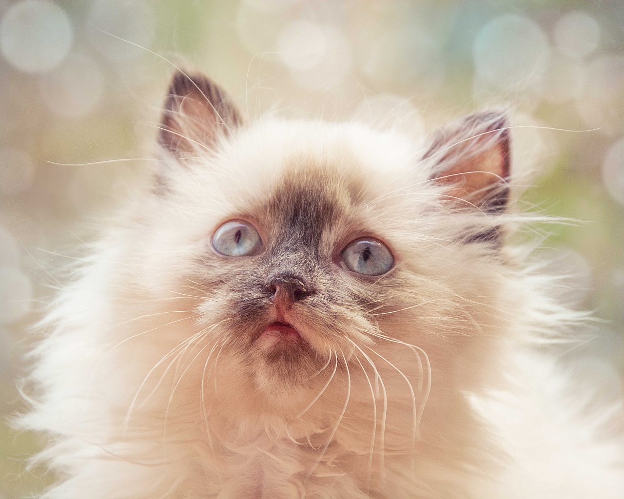 Породистый пушистый голубоглазый котенок