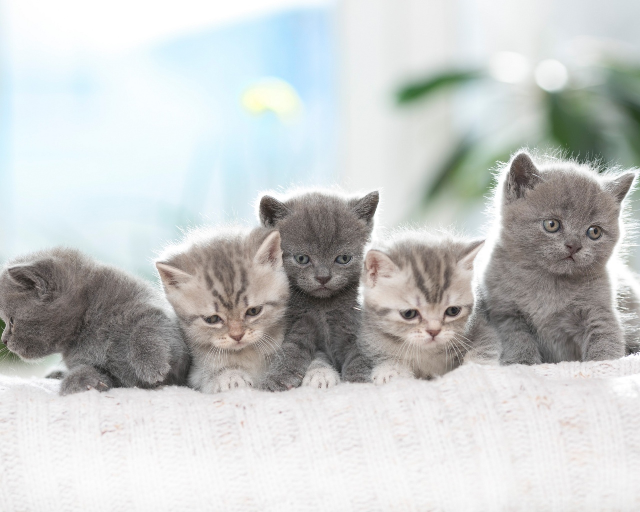 Породистые британские котята на диване 