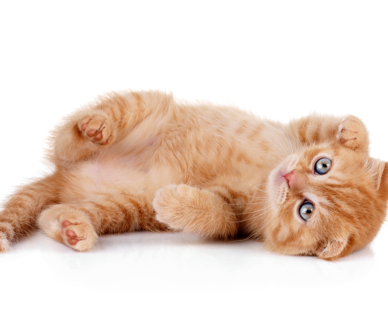 Породистый рыжий котенок на белом фоне