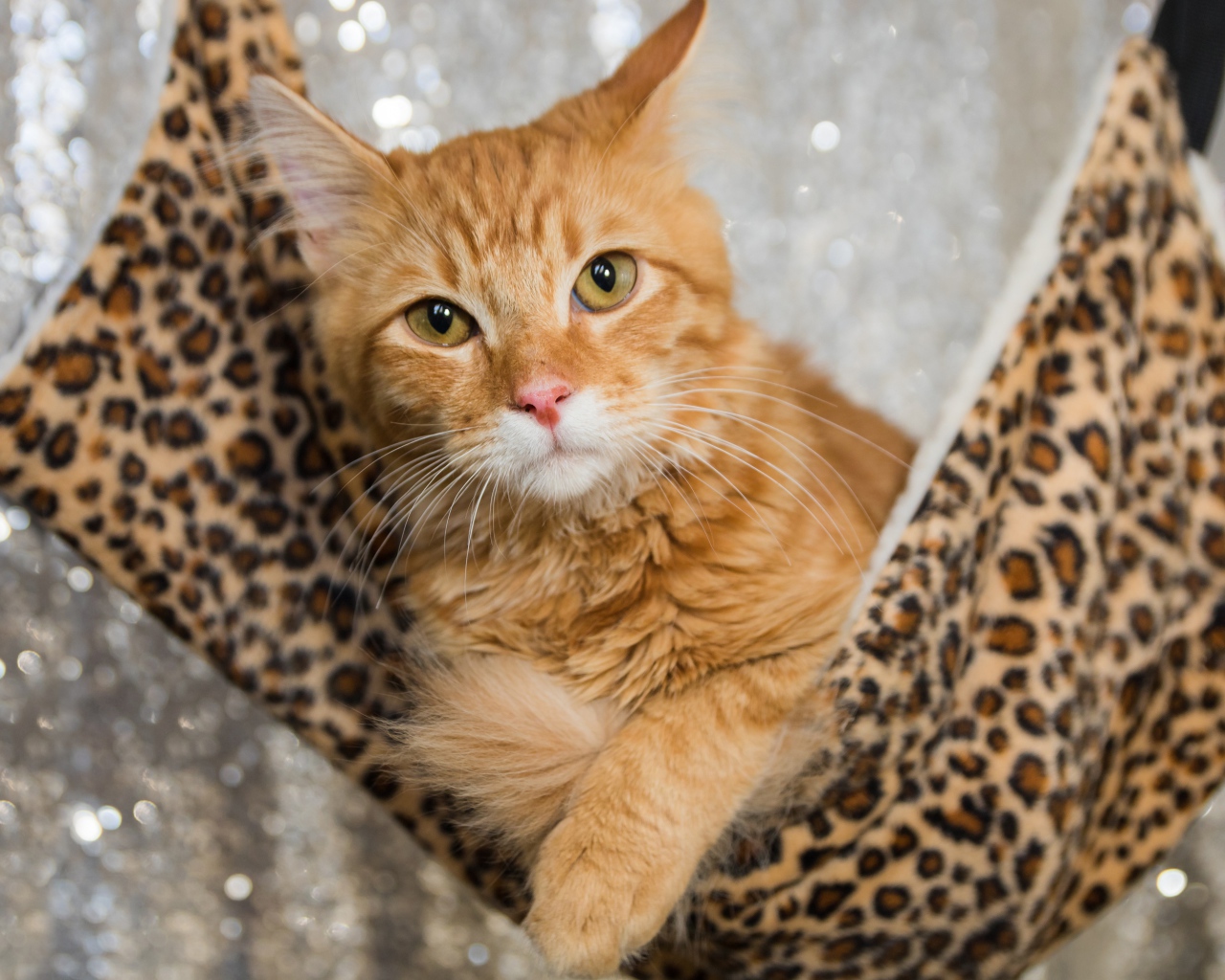 Рыжий красивый кот в гамаке 