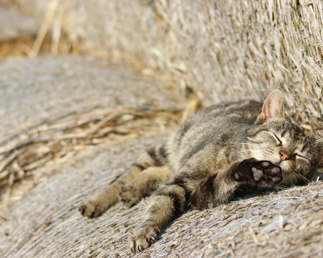 Рыжий котенок спит на сене