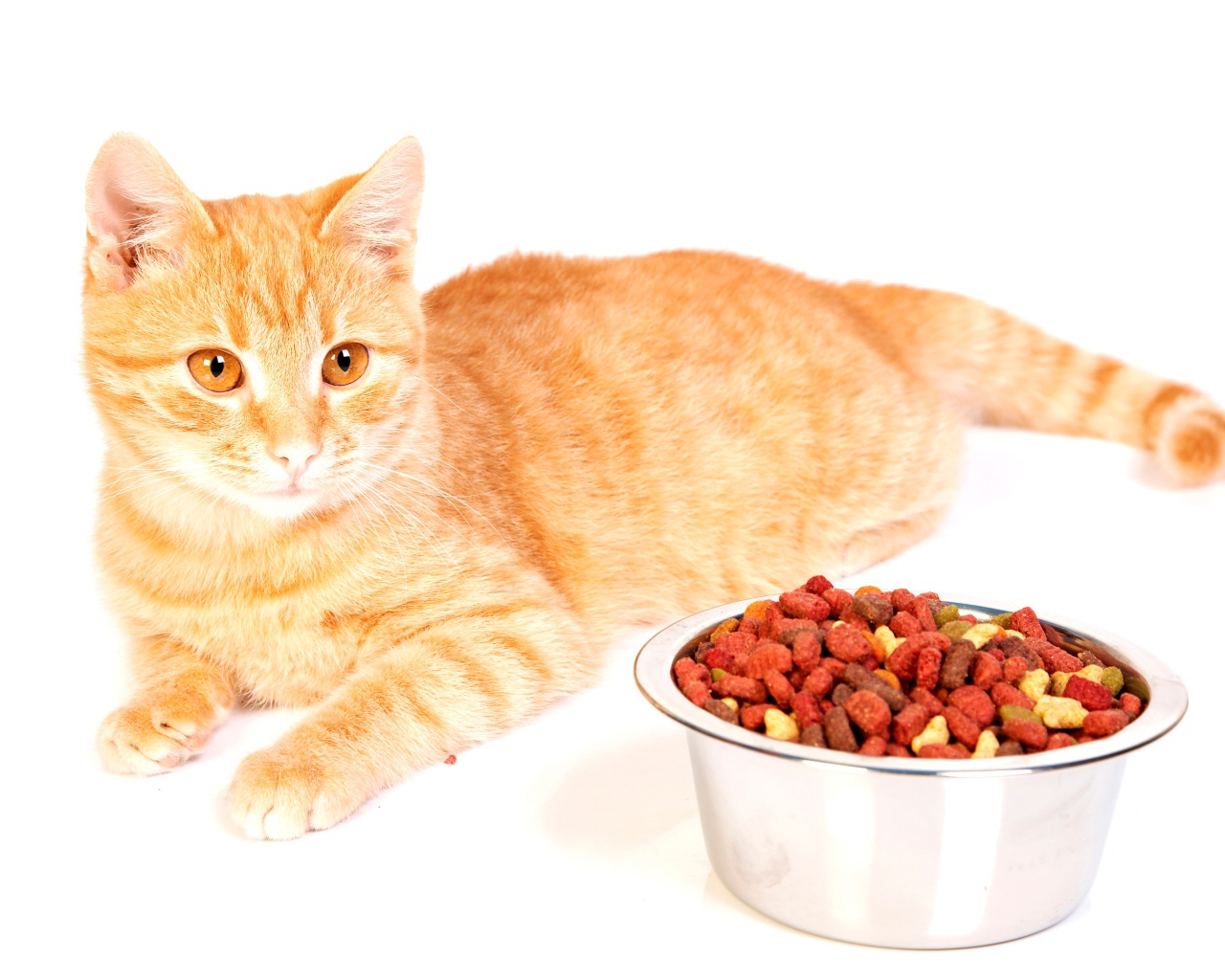 Рыжий котенок с миской корма на белом фоне