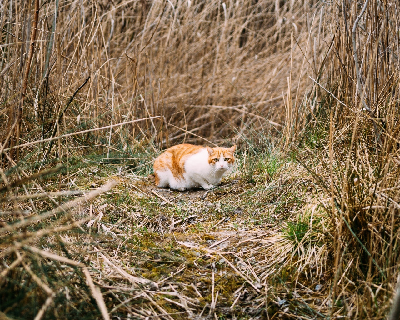 Рыже-белый испуганный кот в траве