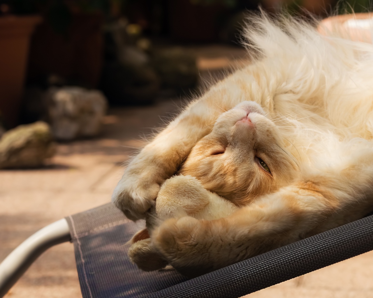 Рыжий кот спит на кресле 