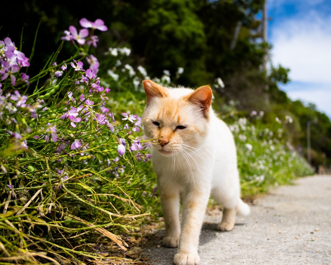 Рыжий кот рядом с цветами у дороги 