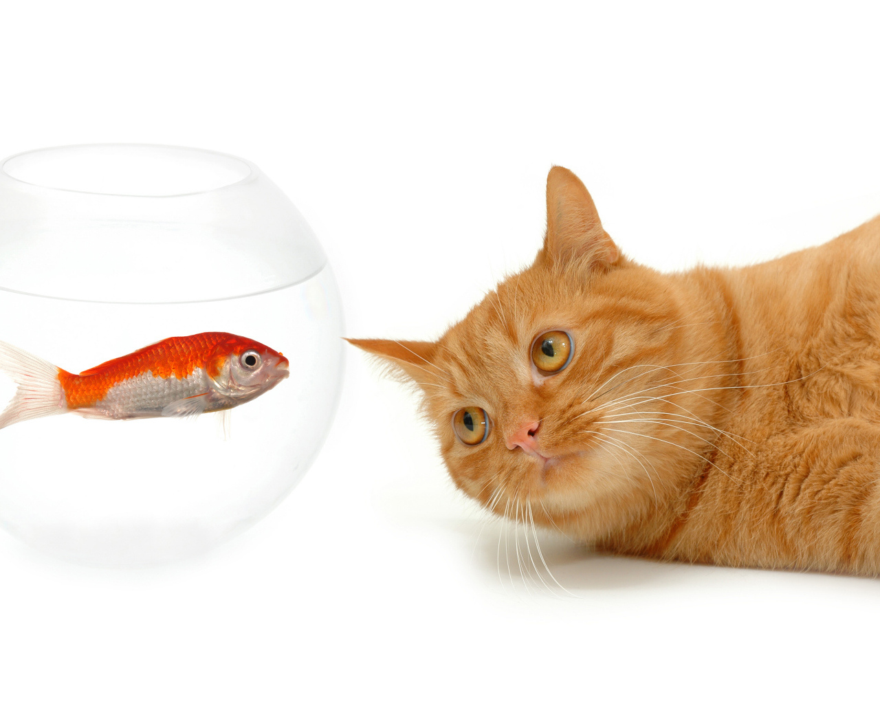 Рыжий кот с золотой рыбкой на белом фоне