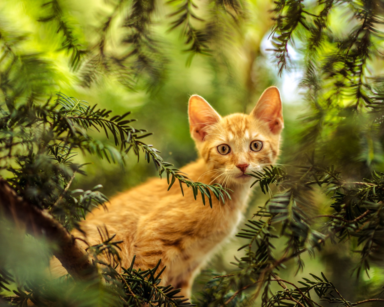 Рыжий любопытный котенок сидит в зеленых ветках