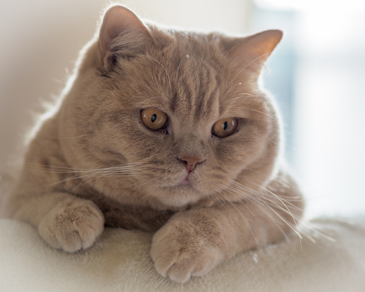 Redhead british shorthair cat lying on the couch