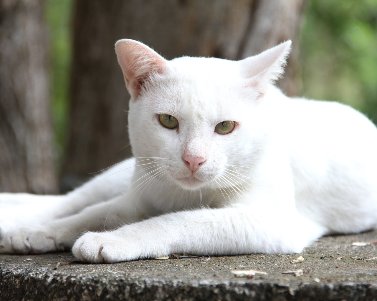 Грустный белый кот лежит на земле 