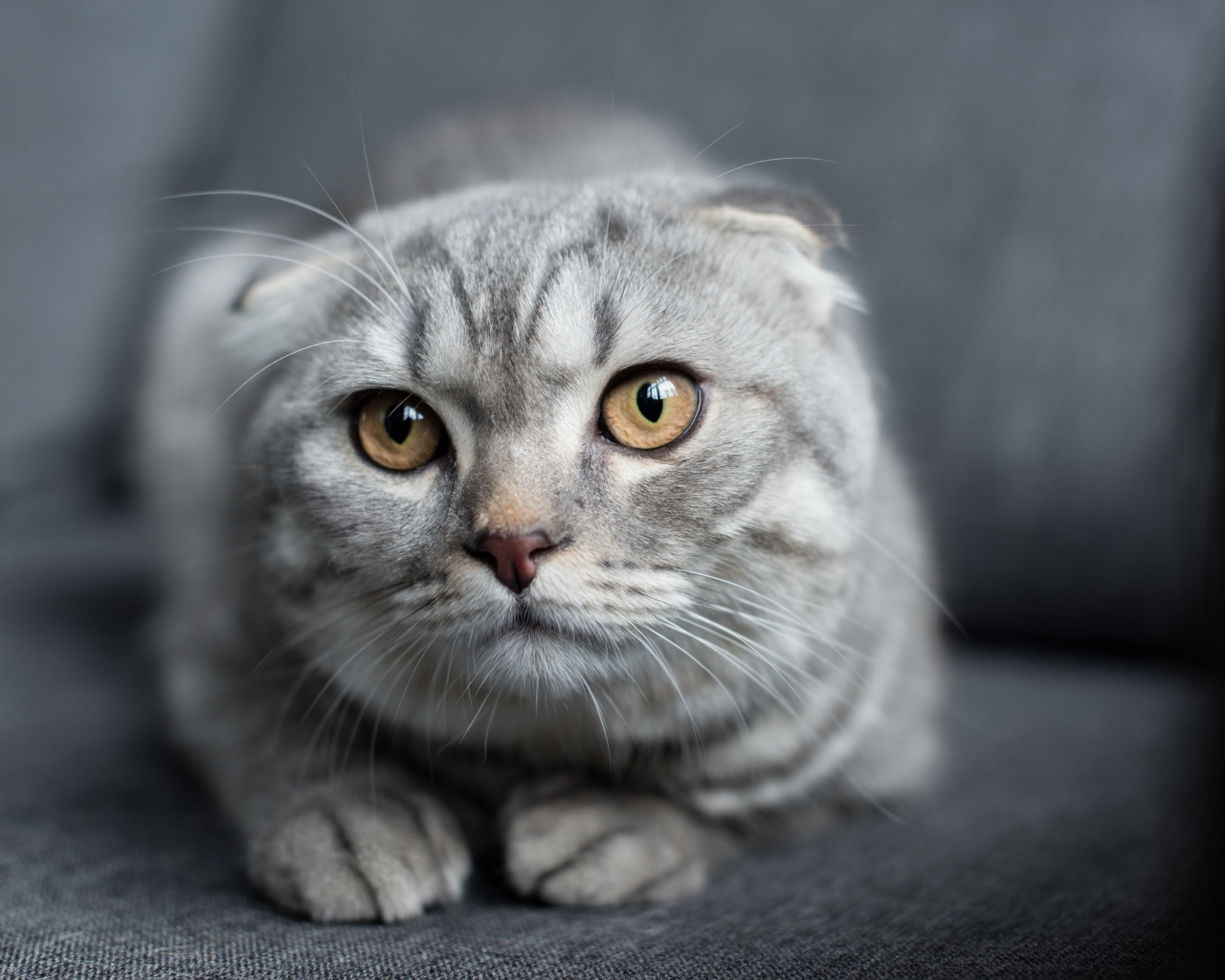 Скачать обои кошка, кот, взгляд, поза, диван, лежит, серая, красотка, раздел кош