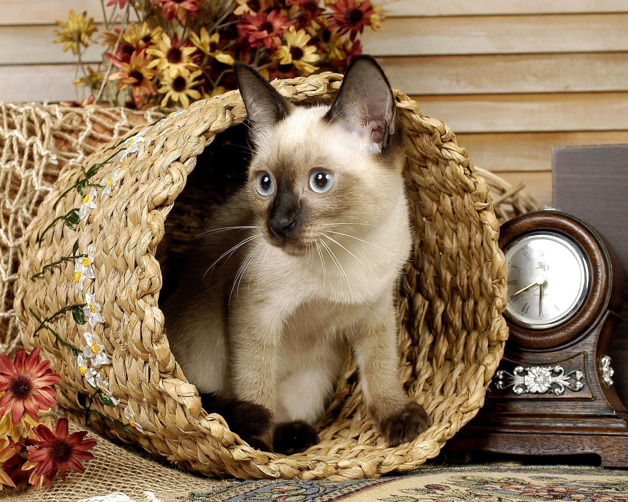 Сиамский голубоглазый кот сидит в корзине