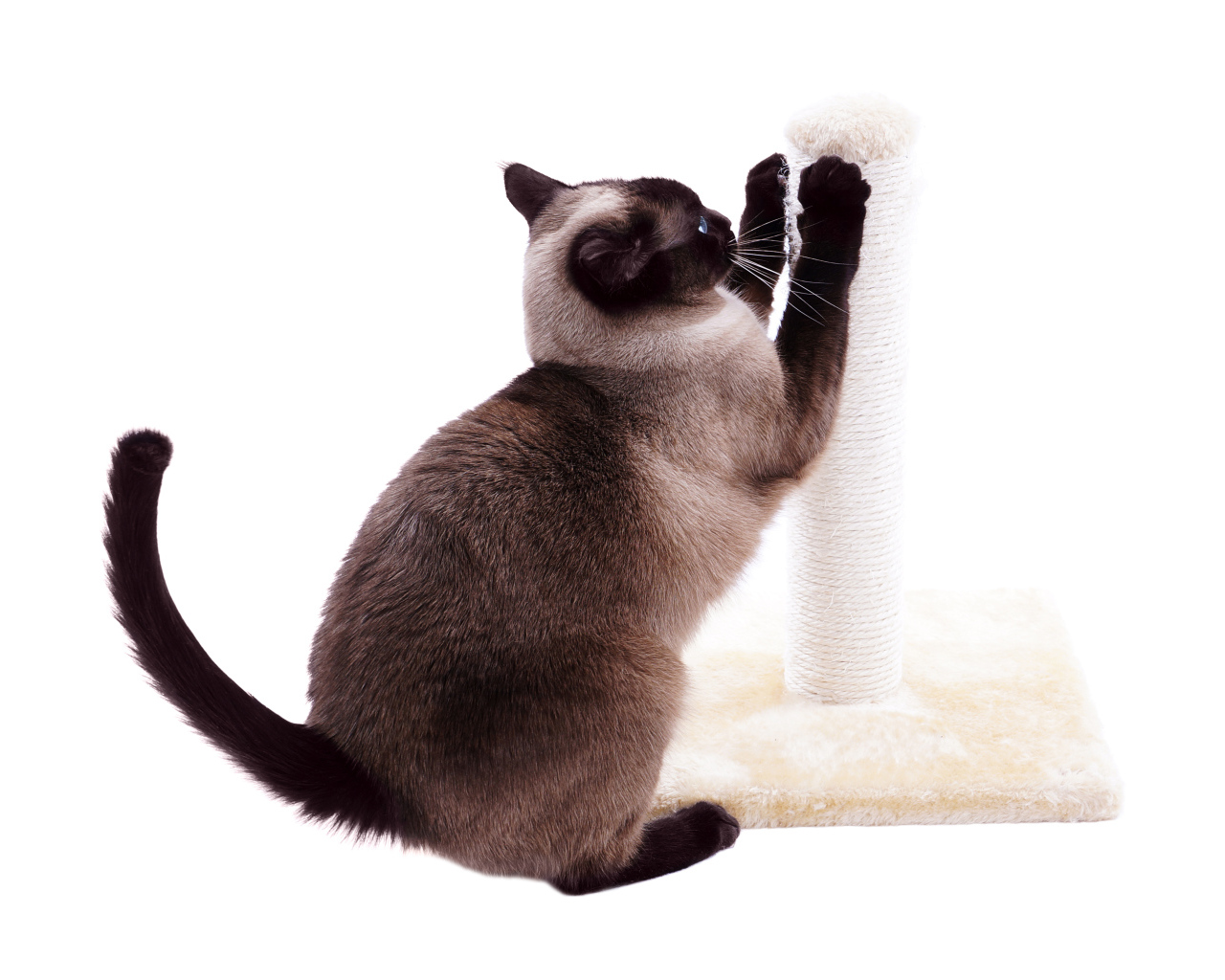 Сиамский кот точит когти на белом фоне