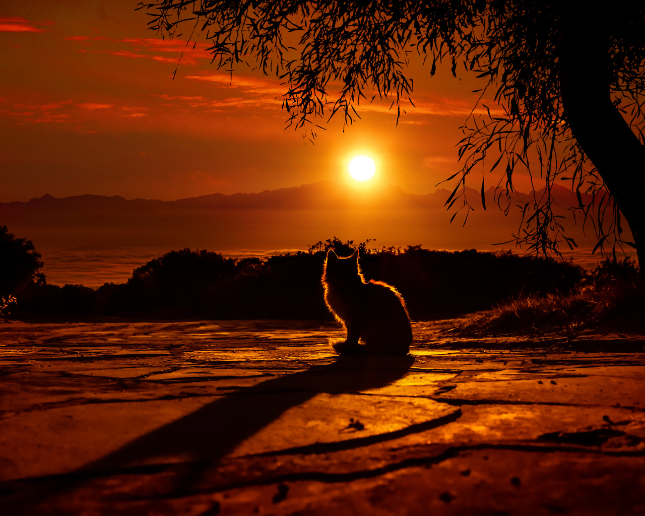 Силуэт кота на закате солнца 