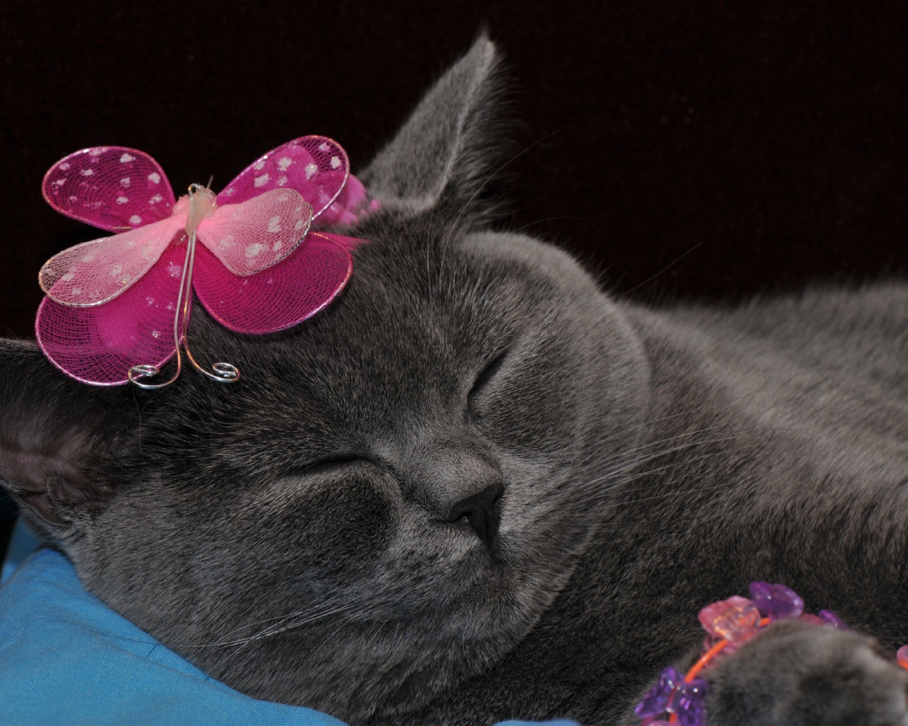 Спящий британский кот с украшением на голове